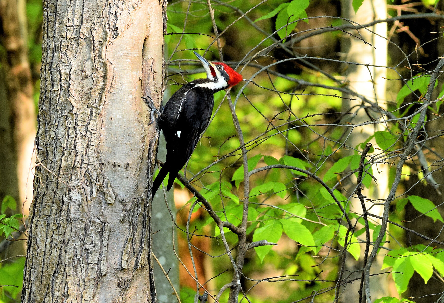 Woodpecker